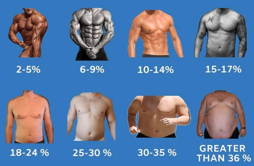 Body fat reference